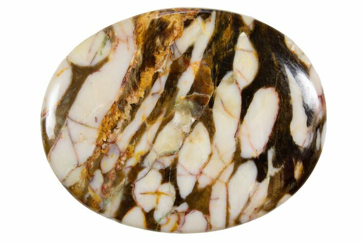 Polished Petrified Peanut Wood - Australia #341883